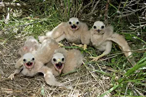 Cyaneus: Hen / Northern Harrier - chicks at nest site in early summer