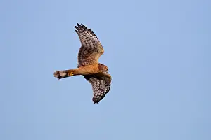 Cyaneus: Hen / Northern Harrier - in flight during early