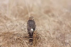 Cyaneus: Hen / Northern Harrier - immature first winter bird