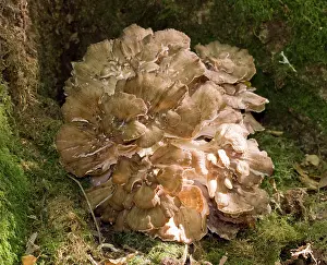 Hen-of-the-Woods / Ram's Head / Sheep's Head -