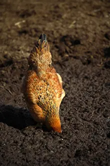Farmyards: Hen pecking in the earth in a farmyard France