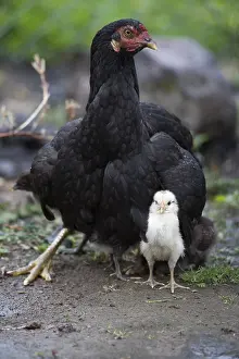 Shower: Hen protecting its chick during the rain in Ecuador