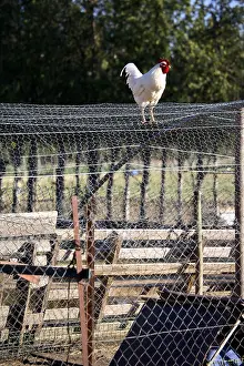 Roofs: Hen on a roof mesh France