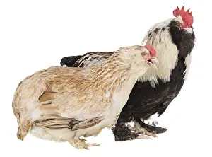 Faverolles: Hen and Rooster Faverolles dark