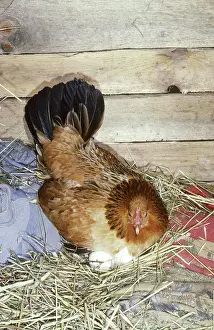 Coop: Hen sitting on eggs