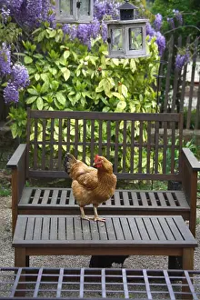 Tables: Hen standing on a table in a garden