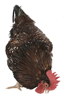 Tricolors: Hen Sussex breed