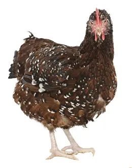 Tricolors: Hen Sussex breed