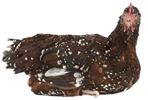 Tricolors: Hen Sussex breed