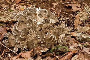 Frondosa: Hen of the Woods fungi - uncommon edible fungus