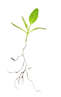 Sprouting: Henbane