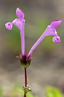 Nettles: Henbit Dead-nettle