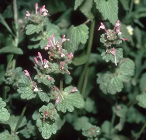 Nuisance: Henbit dead-nettle