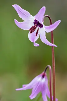 Lillies: Henderson's fawn lily (Erythronium hendersonii)