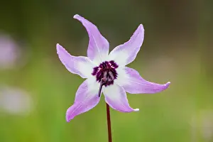Pat And Tom Leeson (new Material): Henderson's fawn lily (Erythronium hendersonii)