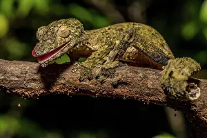 Uroplatus: Henkel's flat-tailed gecko (Uroplatus cf. henkeli)