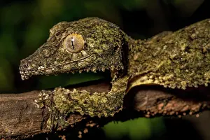 Uroplatus: Henkel's flat-tailed gecko (Uroplatus cf. henkeli)