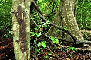 Henkels: Henkel's Leaf-tailed Gecko