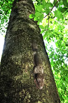 Henkels: Henkel's Leaf-tailed Gecko - on tree