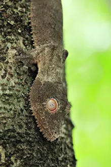 Henkels: Henkel's Leaf-tailed Gecko - on tree