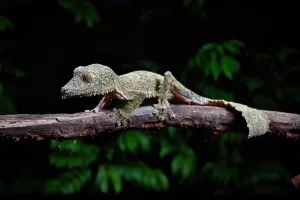 Gecko: A henkel's leaf-tailed gecko (Uroplatus henkeli)