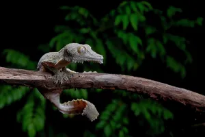 Gecko: A henkel's leaf-tailed gecko (Uroplatus henkeli)