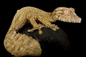Backgrounds: Henkel?s leaf-tailed gecko (Uroplatus henkeli)