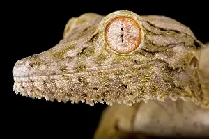 Backgrounds: Henkel?s leaf-tailed gecko (Uroplatus henkeli)