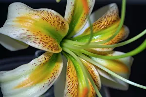Lily: Henry's lily