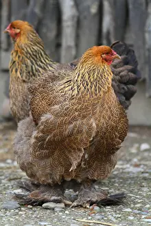 Characteristics: Hens Bramha