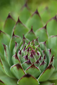 Hens: Hens and chicks