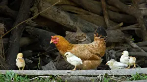 Environments: Hens and chicks - PN Royal Bardia Nepal