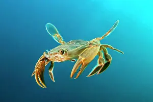 Henslowi: Henslow's crab (Polybius henslowi) swims in open