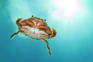 Henslowi: Henslow's crab (Polybius henslowi) swims in open
