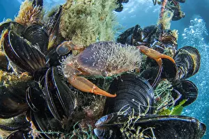 Mytilus: Henslow's swimming crab (Polybius henslowi) Mediterranean