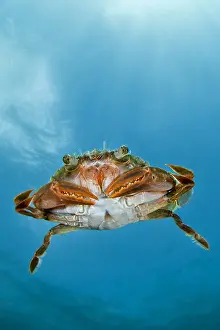 Eumalocostraca: Henslow's swimming crab (Polybius henslowi) swimming