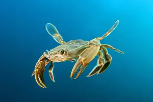 Eumalocostraca: Henslow's swimming crab (Polybius henslowi) swimming