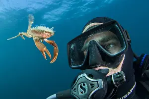 Photographer: Henslow's swimming crab (Polybius henslowi) swimming