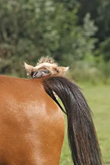 Henson: Henson foal playing in meadow with adult Marquenterre France
