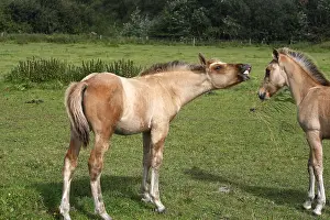 Henson: Henson foals in meadow Marquenterre Baie de Somme France