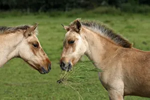 Henson: Henson foals playing with grass Marquenterre France