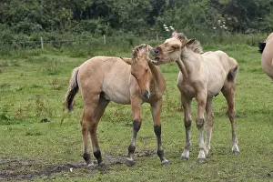 Henson: Henson foals playing in meadow Marquenterre France
