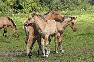 Contacts: Henson foals playing in meadow Marquenterre France