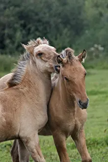 Henson: Henson foals playing in meadow Marquenterre France