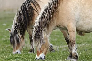 Henson: Two Henson grazing in spring Somme France