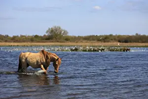 Henson: Henson horse in the marsh Crotoy Picardie France