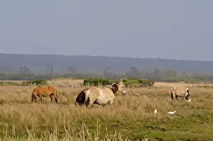 Picardie: Henson horses in the Bay of Somme