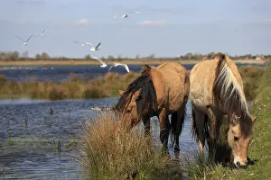 Henson: Henson horses in the marsh Crotoy Picardie France