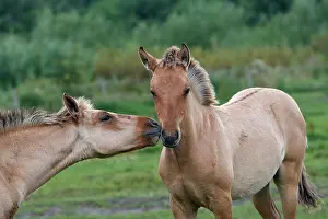 Henson: Henson / Somme Horse