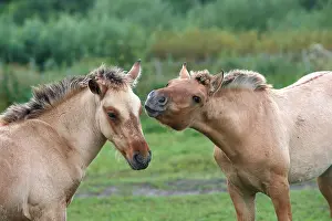 Henson: Henson / Somme Horse